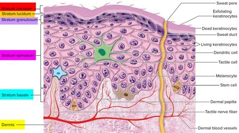 measurement of stratum corneum thickness|where is stratum corneum found.